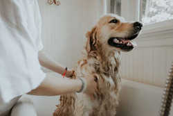 Pet travel accessories